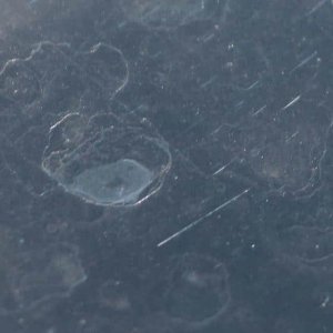 Type-6-Alkaline-Rain-Spots001.jpg
