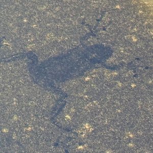 Frog-ON-Paint003.jpg