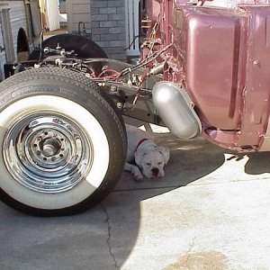 White-Boxer001.JPG