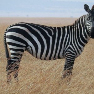Textured-Black-Plastic-Zebra-Stripes-Mike-Phillips001.jpg