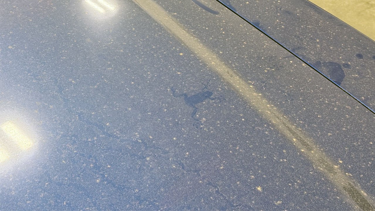 Frog-ON-Paint002.jpg