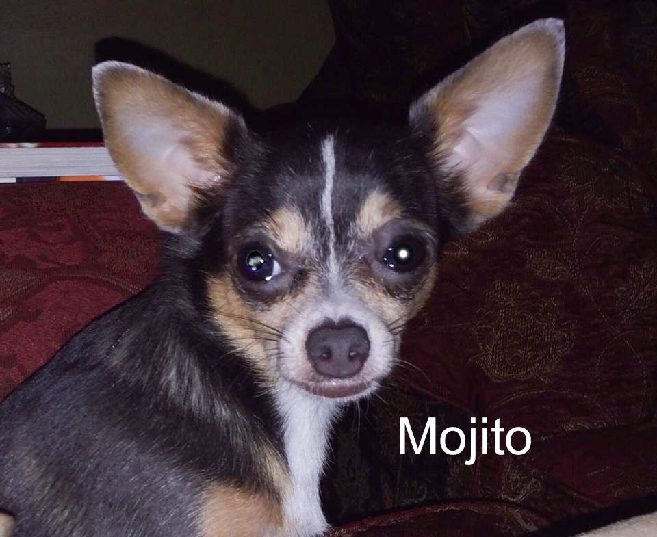 Mojito.jpg