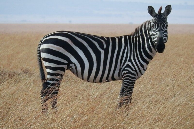 Textured-Black-Plastic-Zebra-Stripes-Mike-Phillips001.jpg