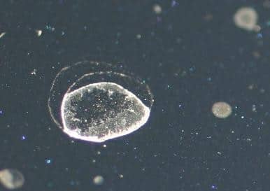 Type-1-Mineral-Deposits001.jpg