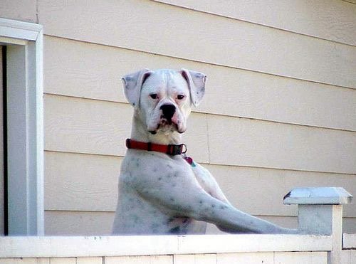 White-Boxer002.JPG