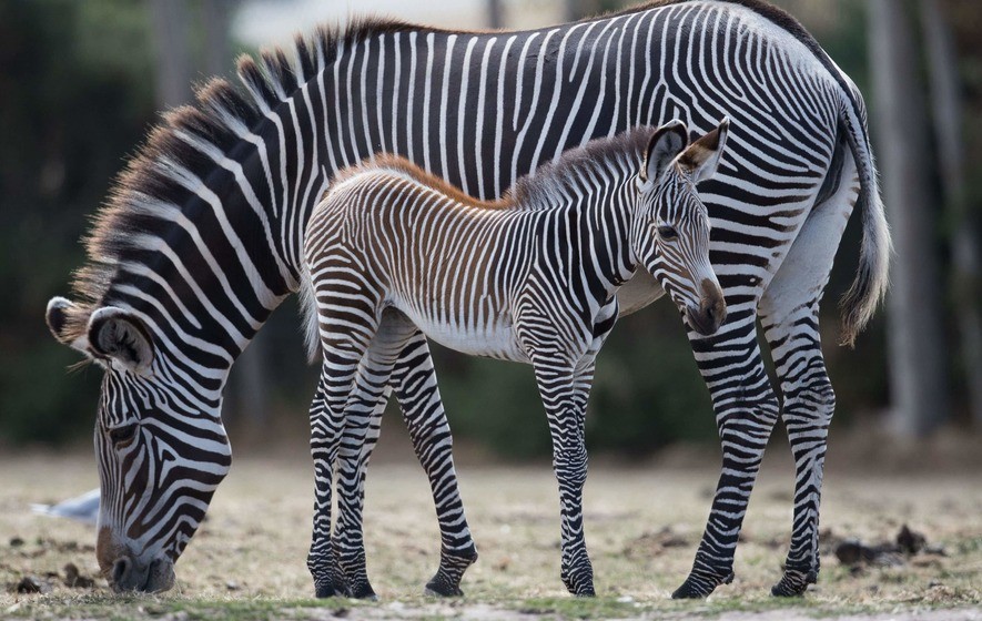 Zebra_01.jpg